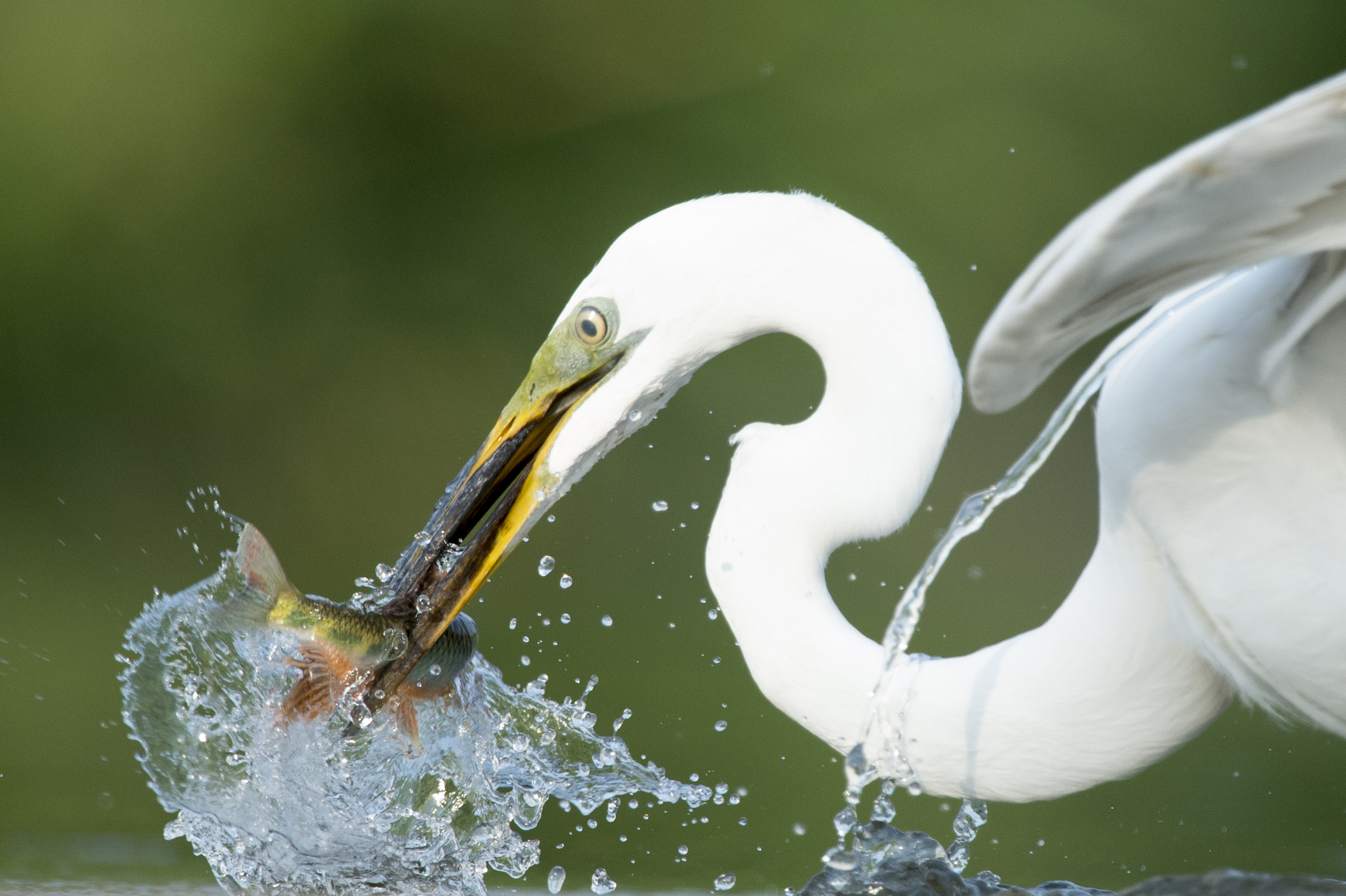 Nikon D4S + Nikon AF-S Nikkor 600mm F4G ED VR sample photo. Herons , 白鷺 photography