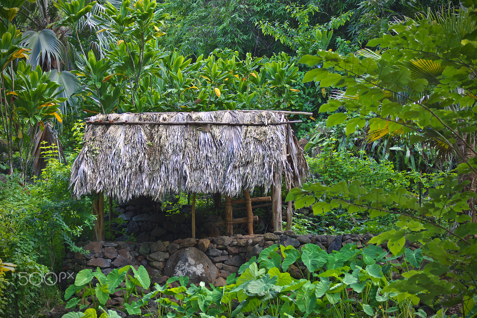 Sony SLT-A77 + Sony 70-400mm F4-5.6 G SSM sample photo. Hawain house photography