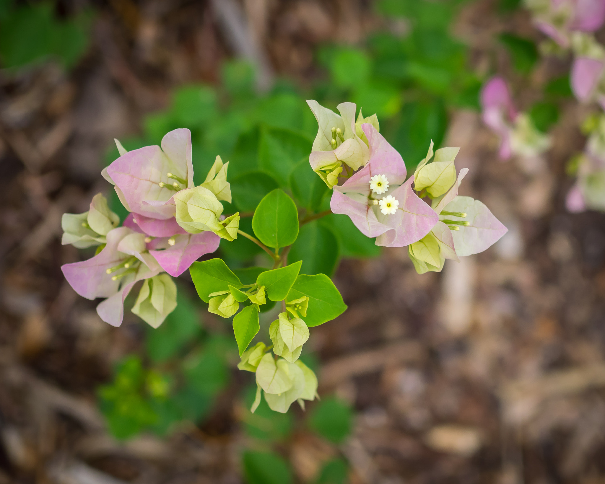 Olympus OM-D E-M1 sample photo. Trinitaria (bougainvillea) photography