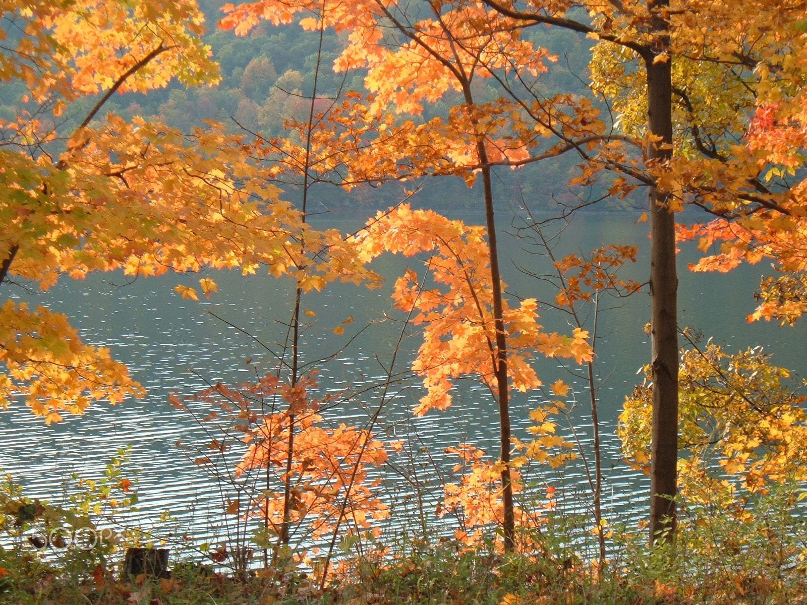 Fujifilm FinePix A330 sample photo. Lake and leaves photography