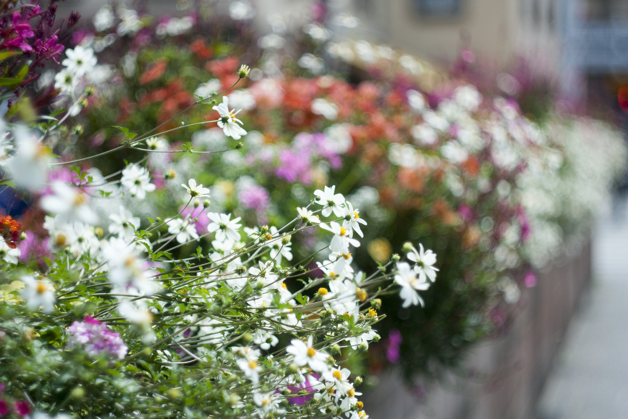 Canon EF 35-80mm f/4-5.6 sample photo. City flowers photography