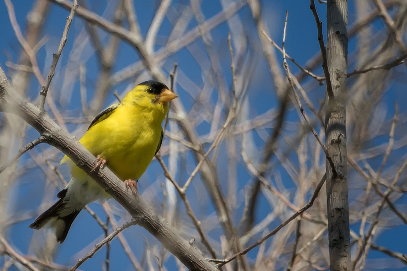 Canon EOS 7D Mark II + Canon EF 100-400mm F4.5-5.6L IS USM sample photo. Yellow finch  perched photography
