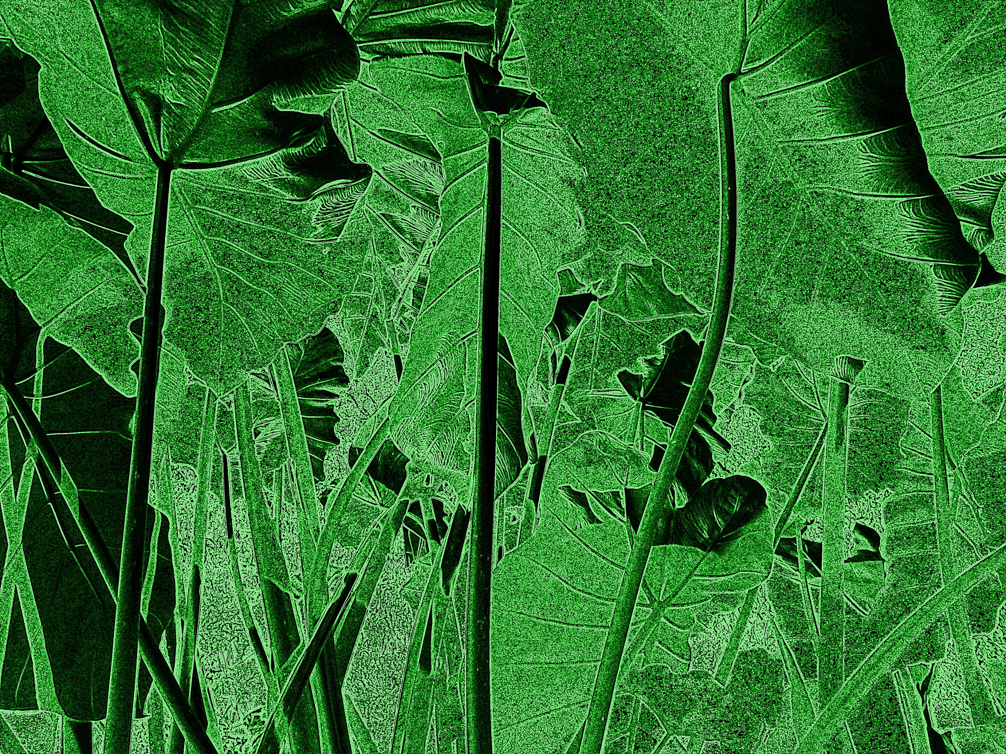 Nikon Coolpix S800c sample photo. Elephant's ear tropical plants photography
