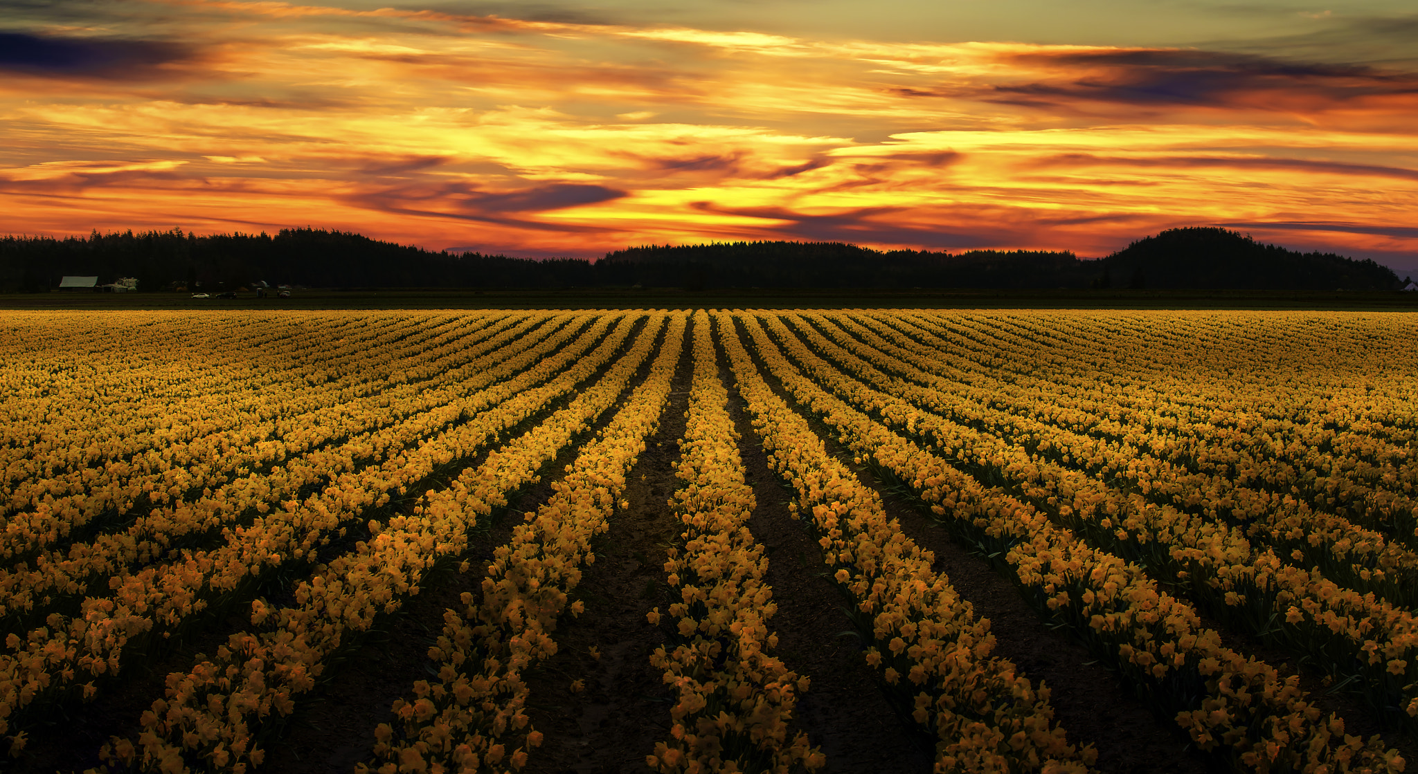 AF-S Zoom-Nikkor 80-200mm f/2.8D IF-ED sample photo. Daffodil evening photography
