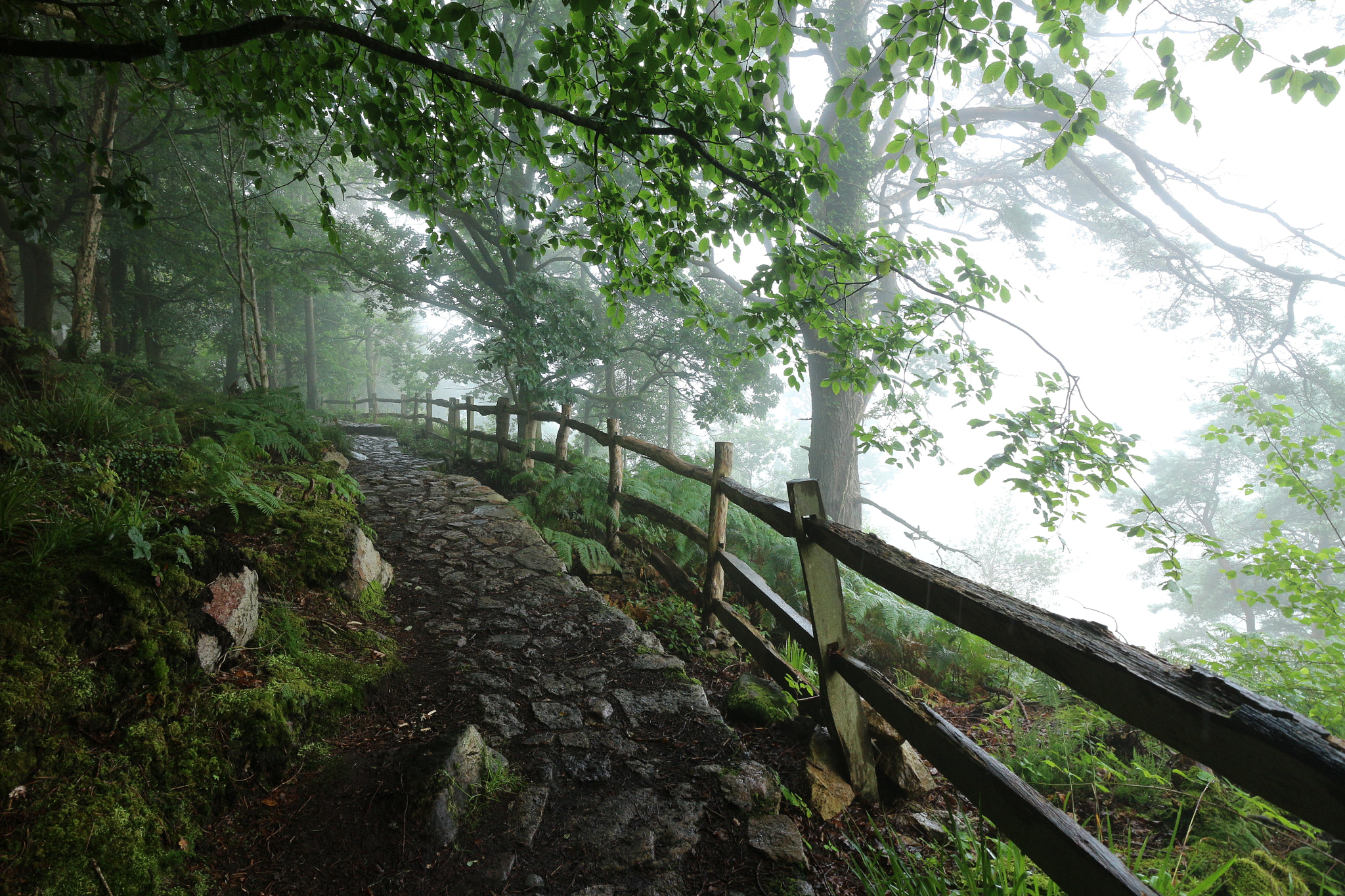 Canon EF-M 11-22mm F4-5.6 IS STM sample photo. Misty walk photography