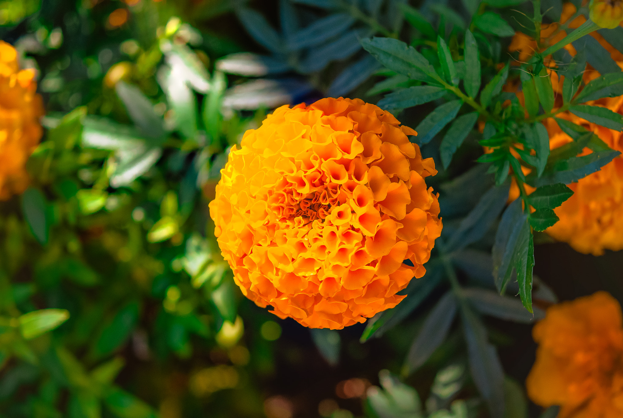 Nikon AF-S Micro-Nikkor 60mm F2.8G ED sample photo. Marigold - orange photography