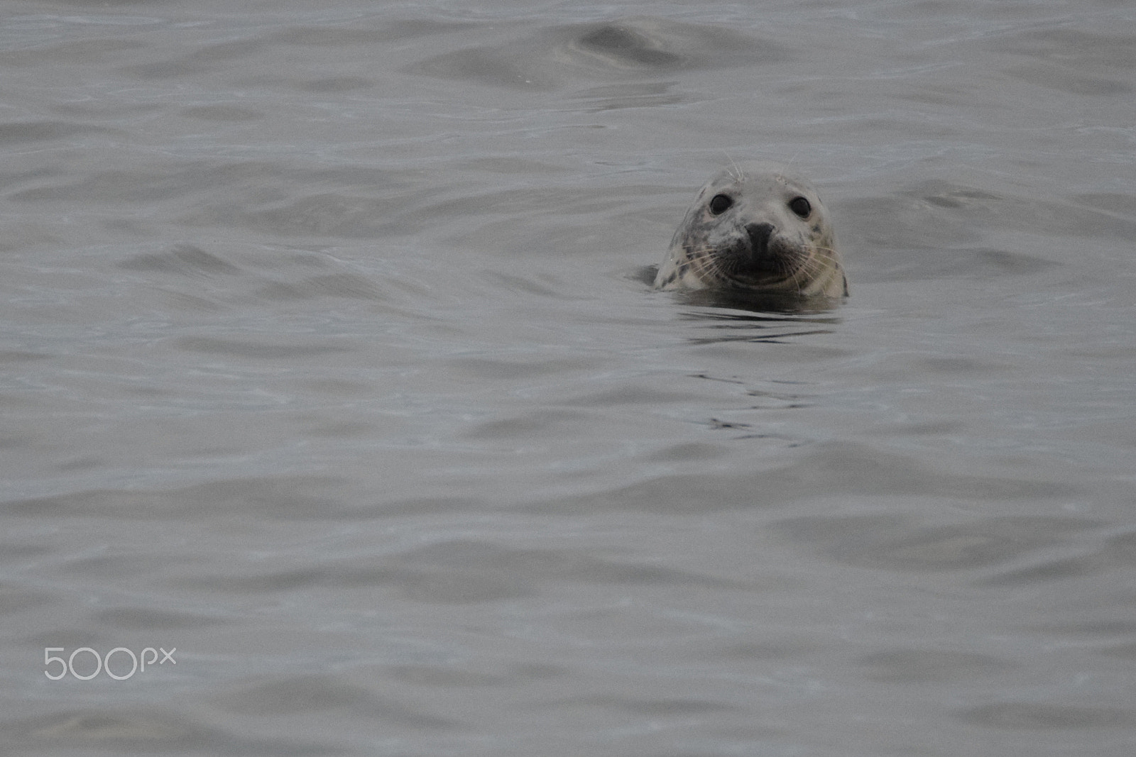 Tamron SP 150-600mm F5-6.3 Di VC USD sample photo. A seal concert photography