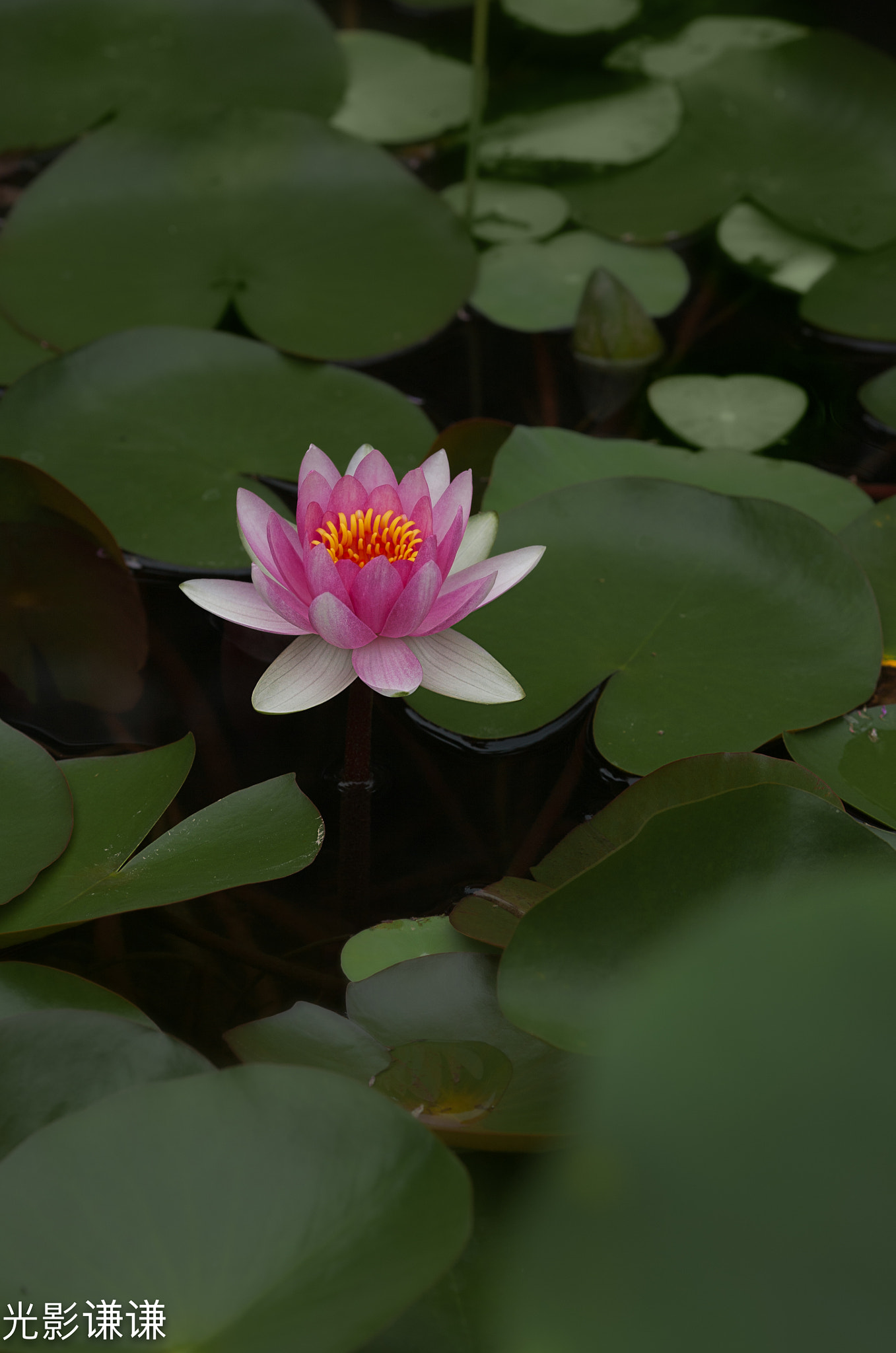 Canon EOS 5D + Canon EF 135mm F2L USM sample photo. 荷花 photography
