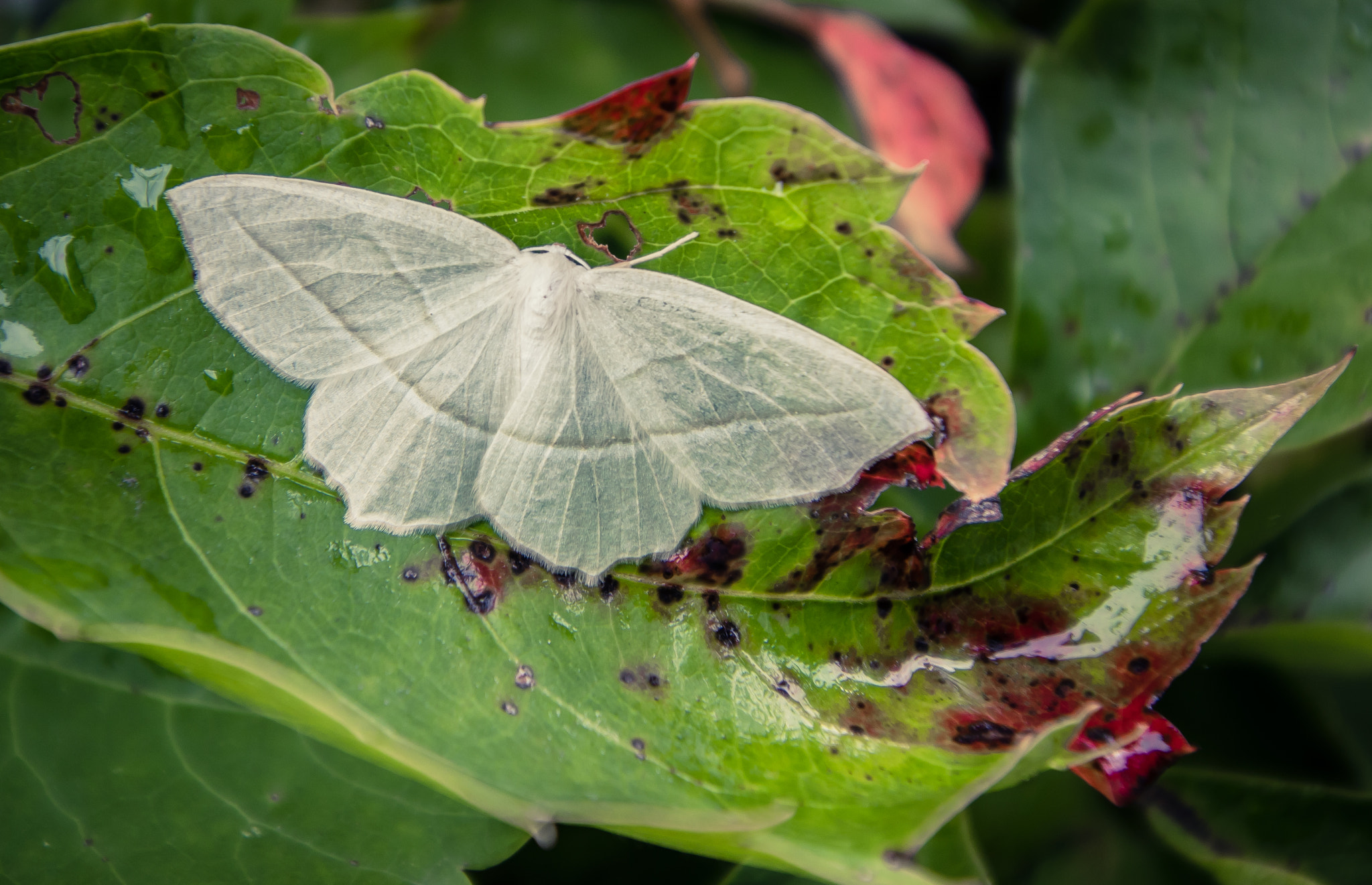 Canon EOS 760D (EOS Rebel T6s / EOS 8000D) sample photo. Moth photography
