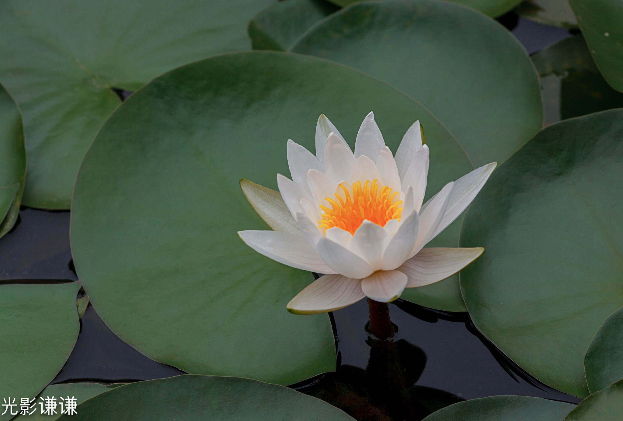 Canon EOS 5D + Canon EF 135mm F2L USM sample photo. 荷花 photography