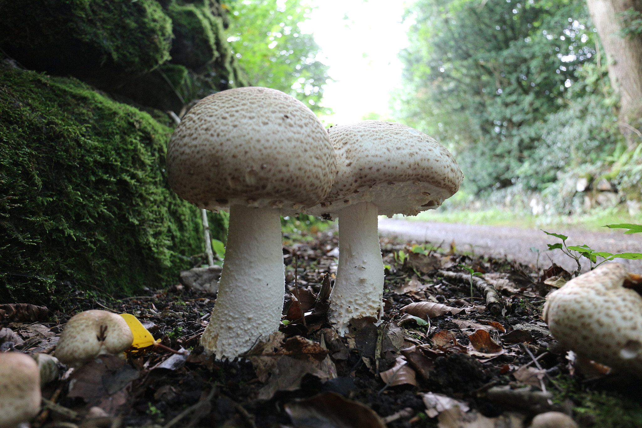 Canon EOS M + Canon EF-M 11-22mm F4-5.6 IS STM sample photo. Mushrooms photography