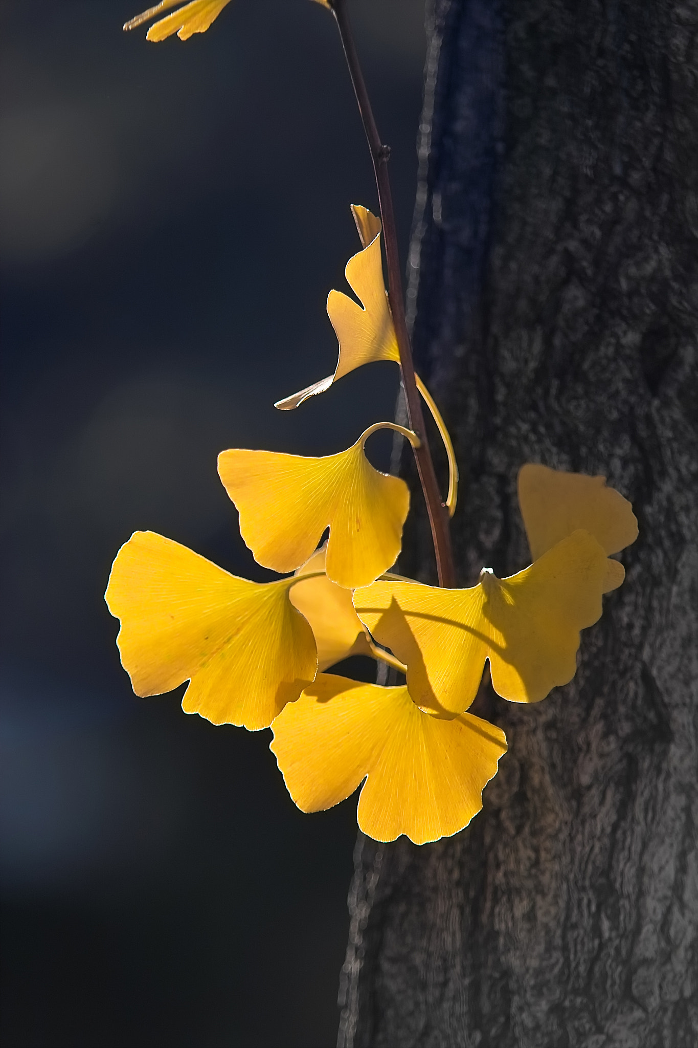 Sigma SD10 sample photo. Yellow photography