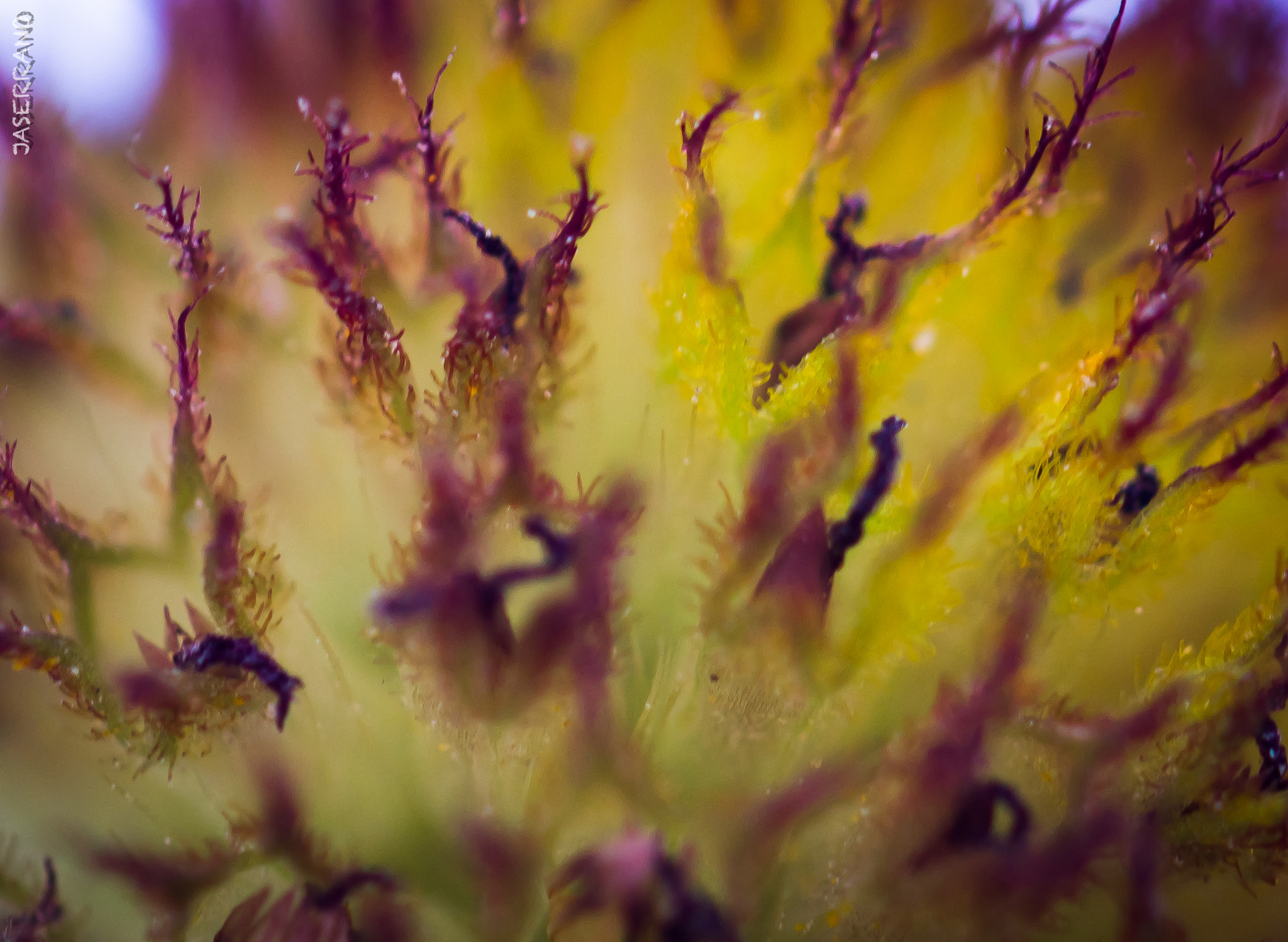 Canon EF 100mm F2.8L Macro IS USM sample photo. Getting close photography