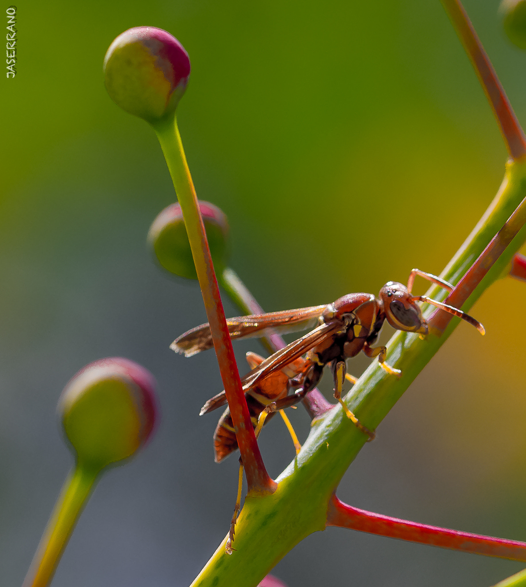 Canon EF 100mm F2.8L Macro IS USM sample photo. Wasp photography