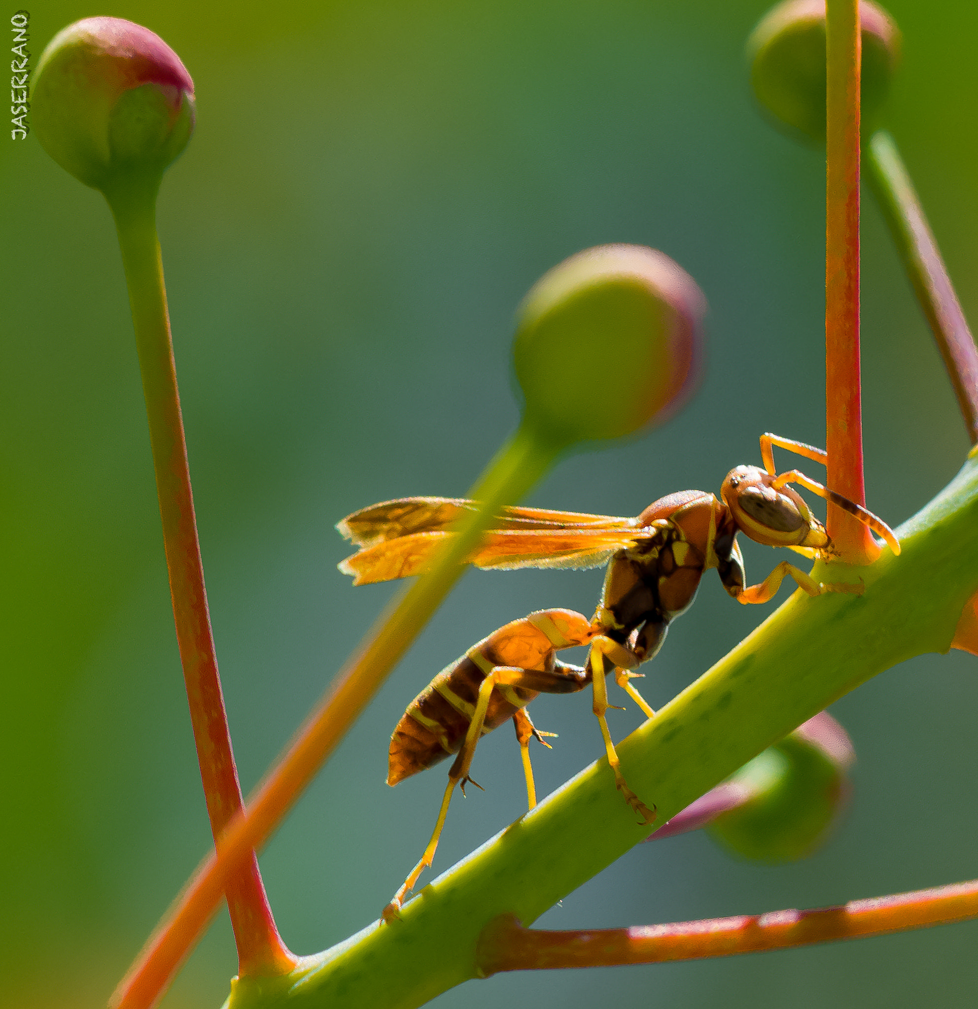 Canon EF 100mm F2.8L Macro IS USM sample photo. Wasp photography