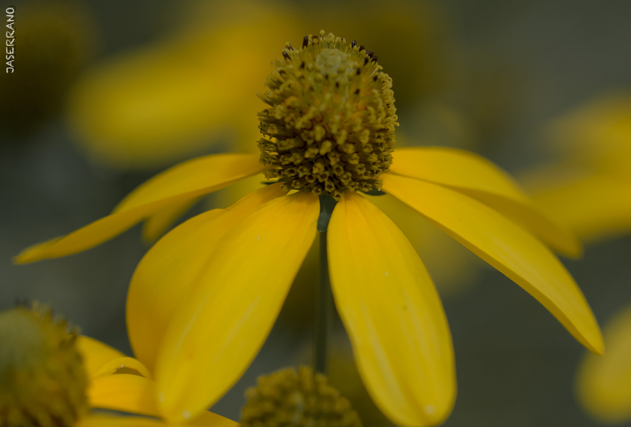 Canon EF 100mm F2.8L Macro IS USM sample photo. Blooming flower @ fsu yellow! photography