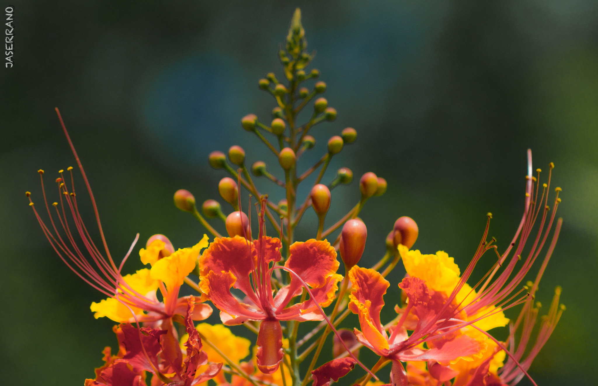 Canon EF 100mm F2.8L Macro IS USM sample photo. Blooming flower @ fsu photography