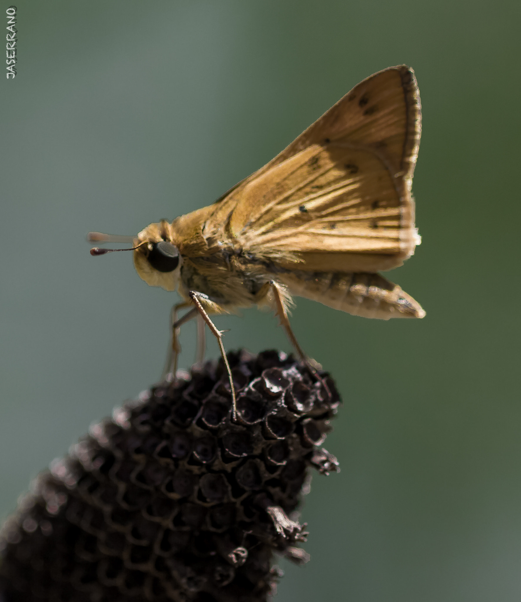 Canon EF 100mm F2.8L Macro IS USM sample photo. Buterfly photography