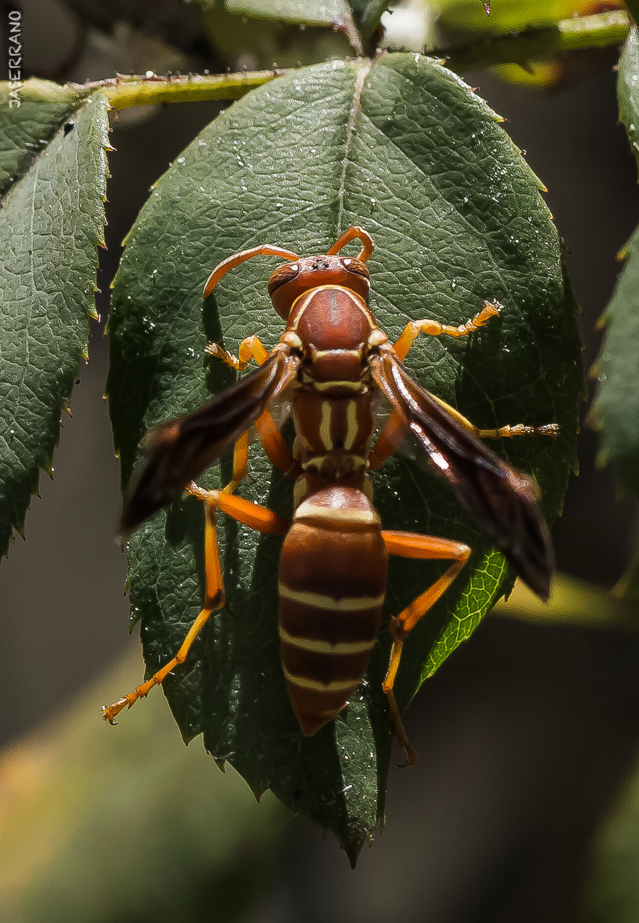 Canon EF 100mm F2.8L Macro IS USM sample photo. Wasp closeup photography