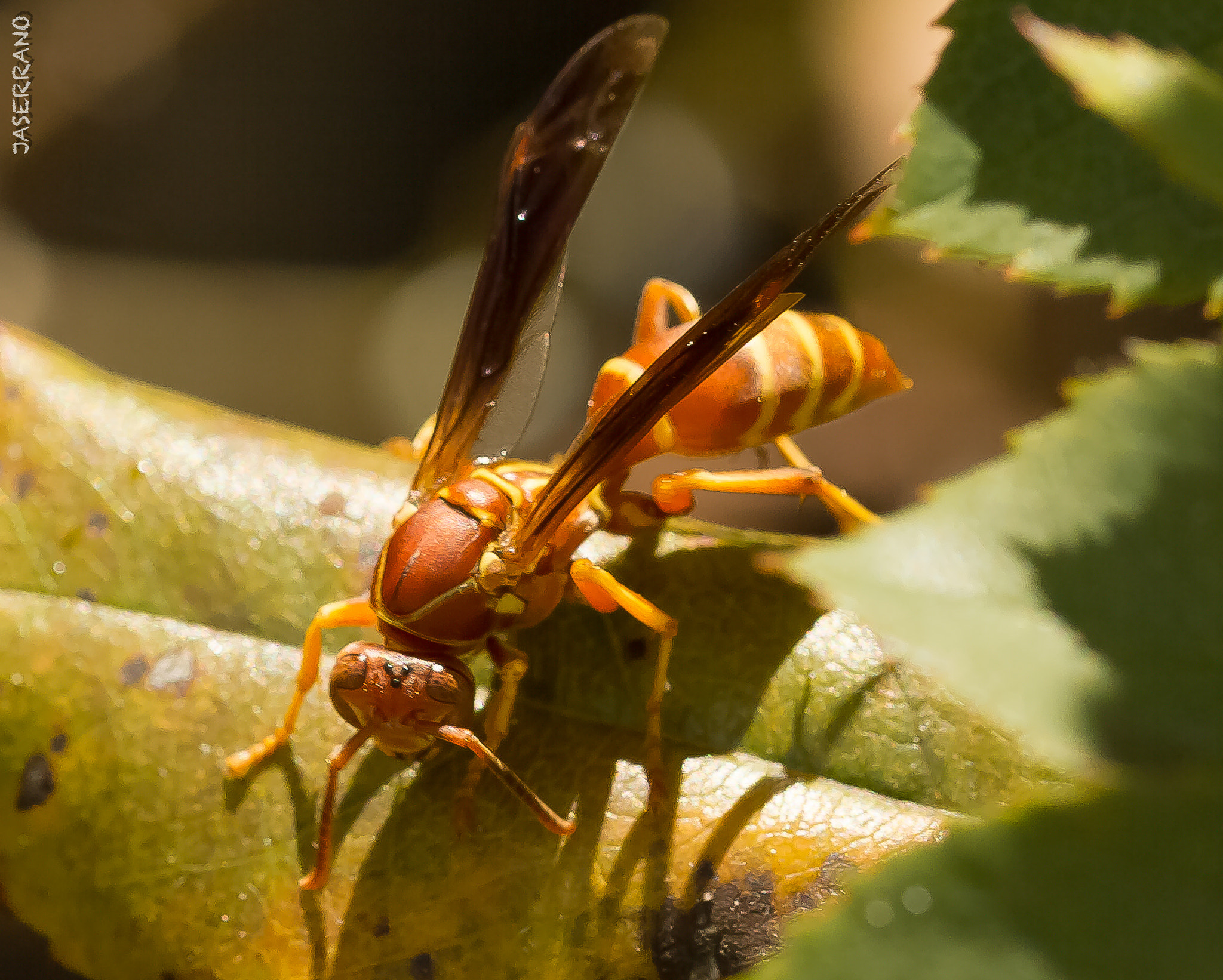Canon EF 100mm F2.8L Macro IS USM sample photo. Wasp closeup photography