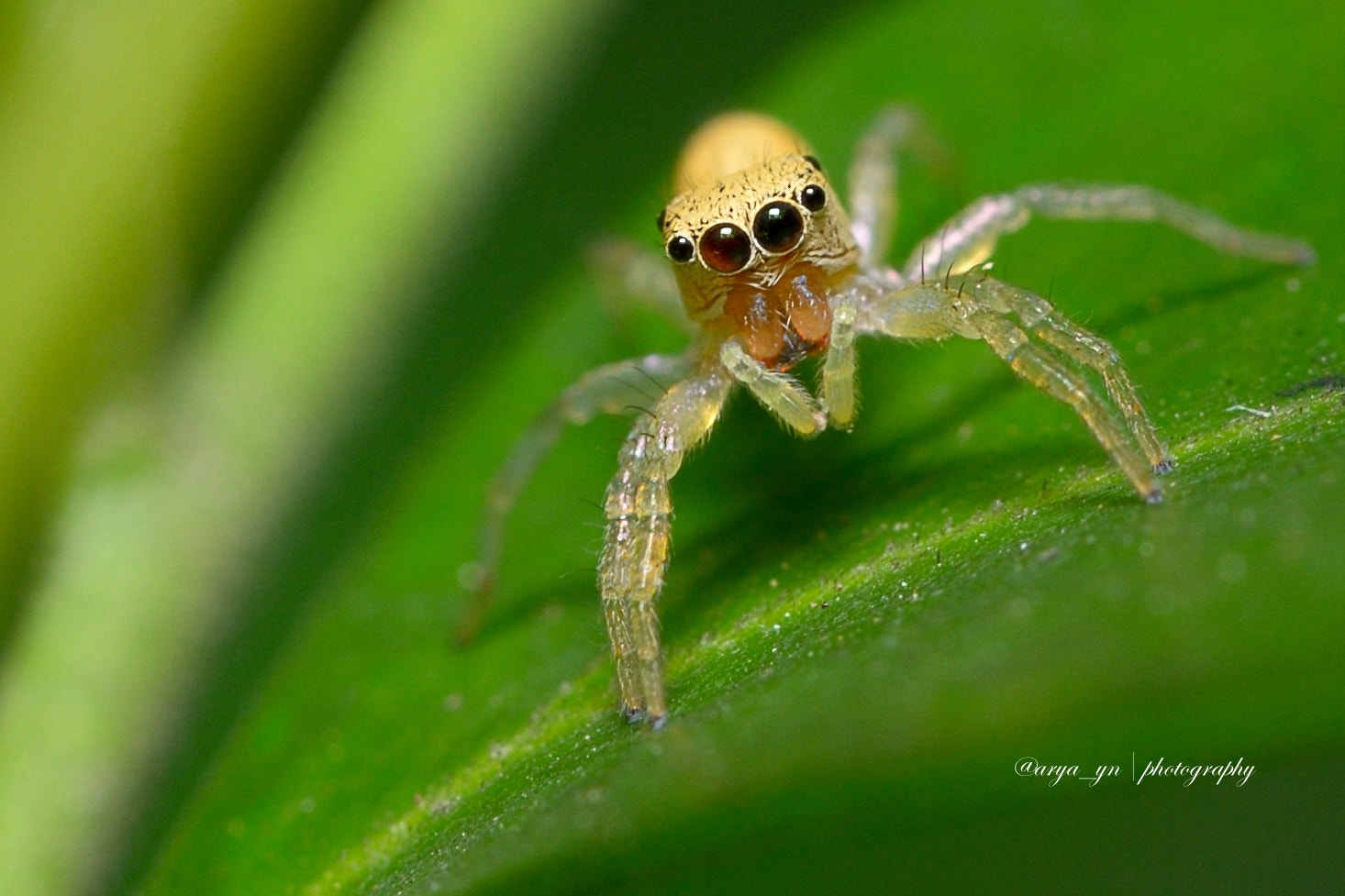 Sigma 105mm F2.8 EX DG OS HSM sample photo. Spider photography