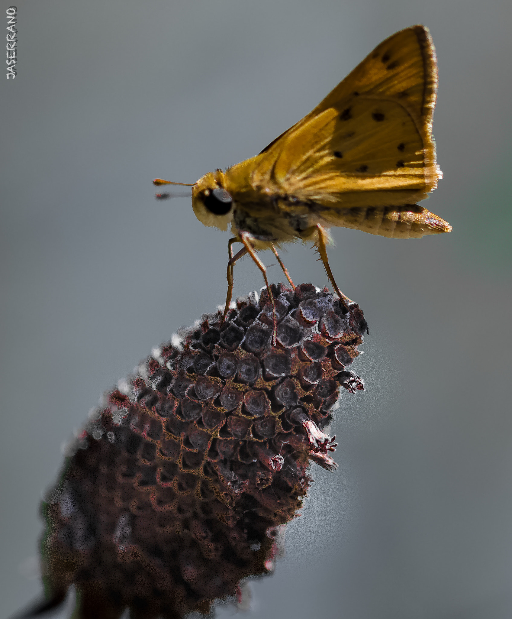 Canon EF 100mm F2.8L Macro IS USM sample photo. Buterfly photography