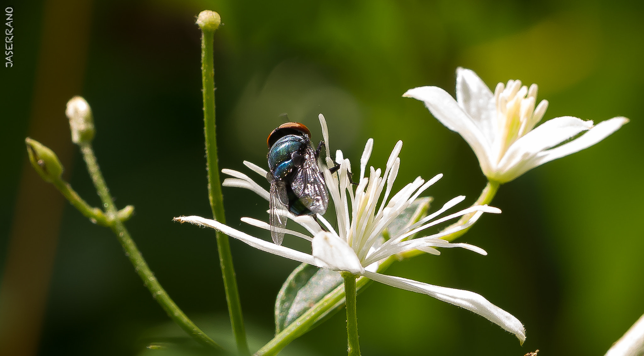 Canon EF 100mm F2.8L Macro IS USM sample photo. The fly on white photography