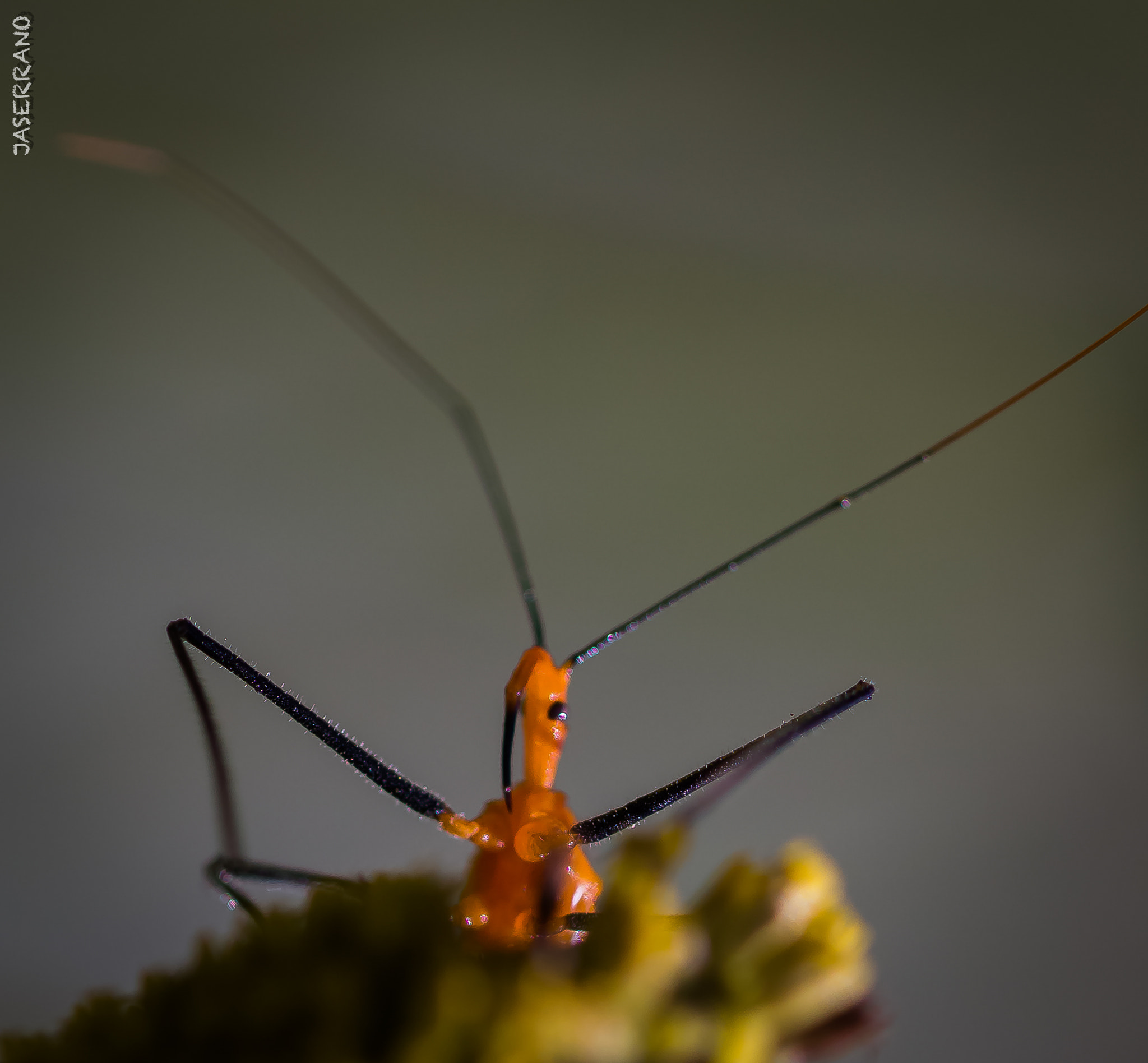 Canon EF 100mm F2.8L Macro IS USM sample photo. What a bug? photography