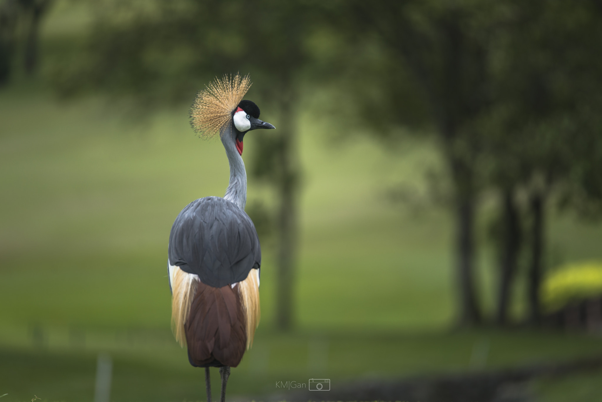 Nikon D800E + Nikon Nikkor AF-S 300mm F4E PF ED VR sample photo. Grey crowned crane photography
