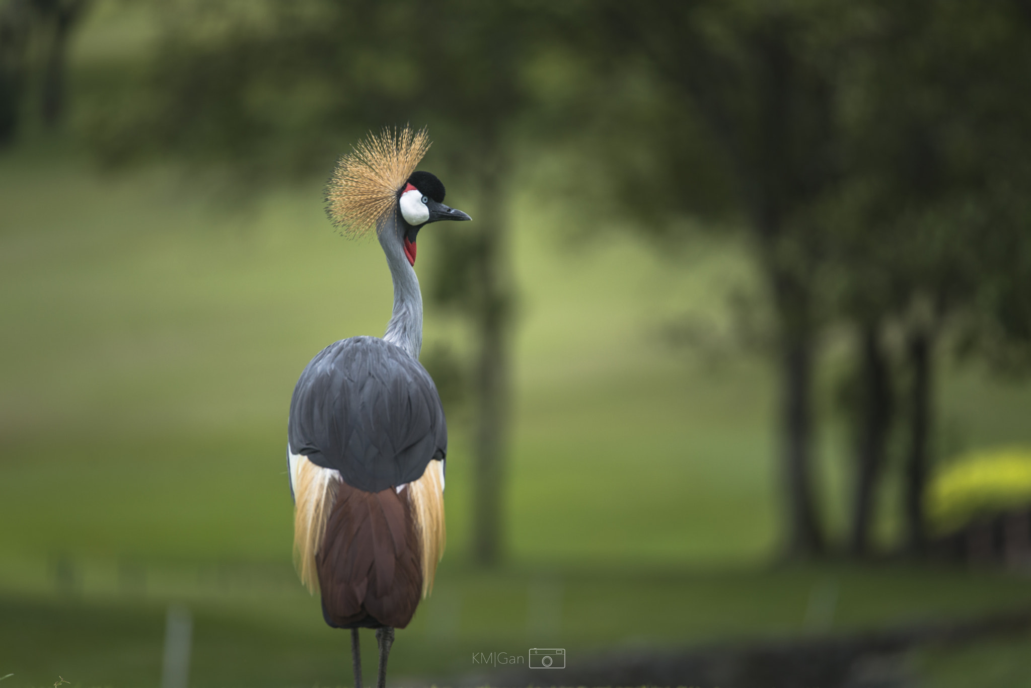 Nikon Nikkor AF-S 300mm F4E PF ED VR sample photo. Grey crowned crane photography