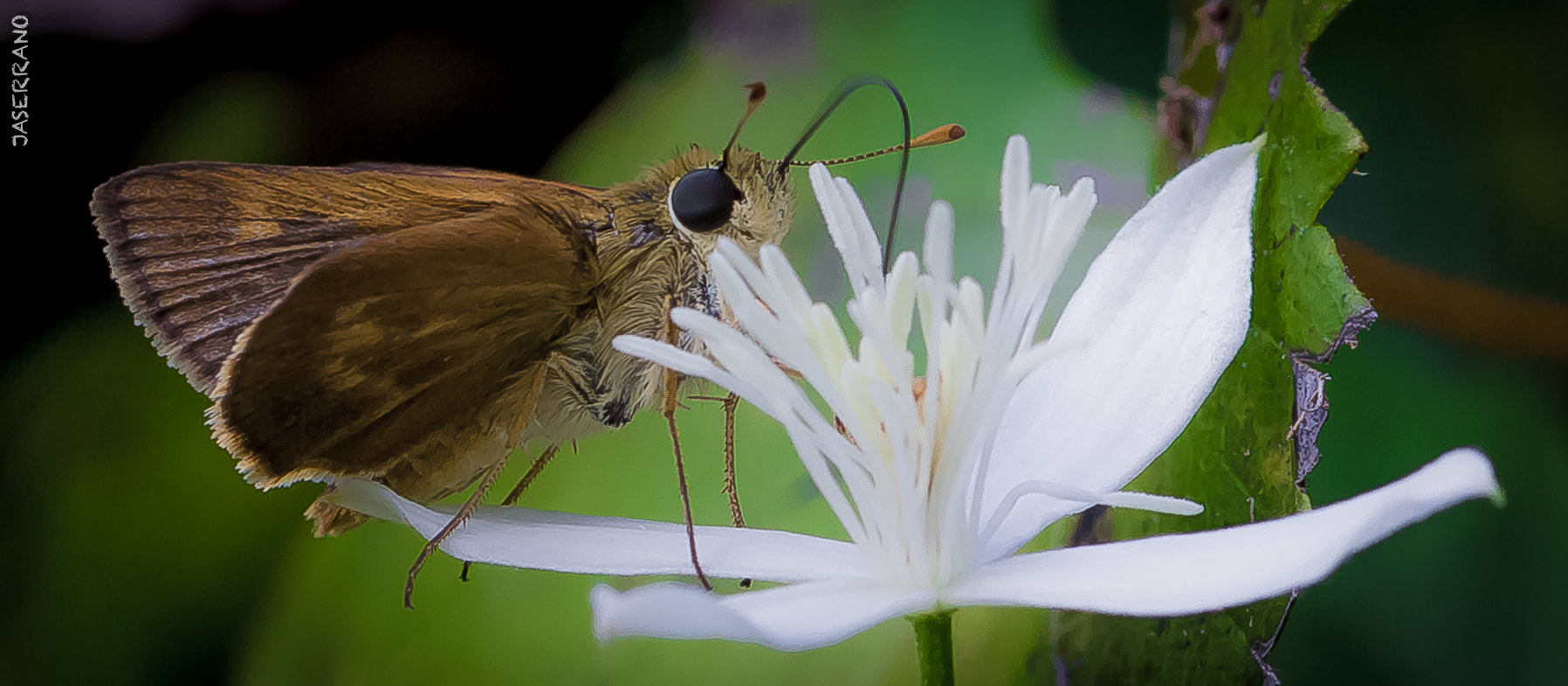 Canon EF 100mm F2.8L Macro IS USM sample photo. Getting close photography