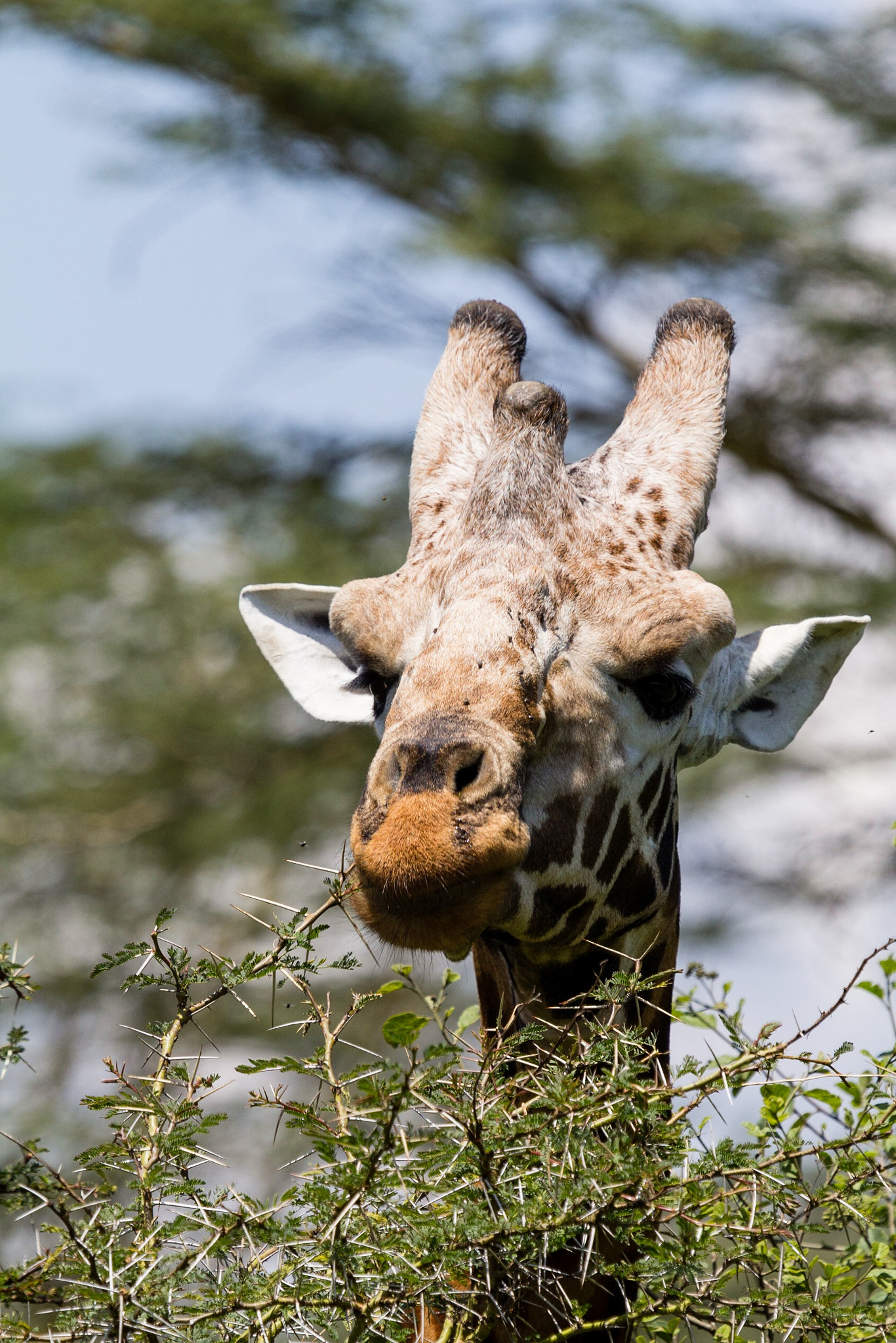 Canon EF 100-400mm F4.5-5.6L IS USM sample photo. Lake nakuru is home to many giraffes in kenya photography