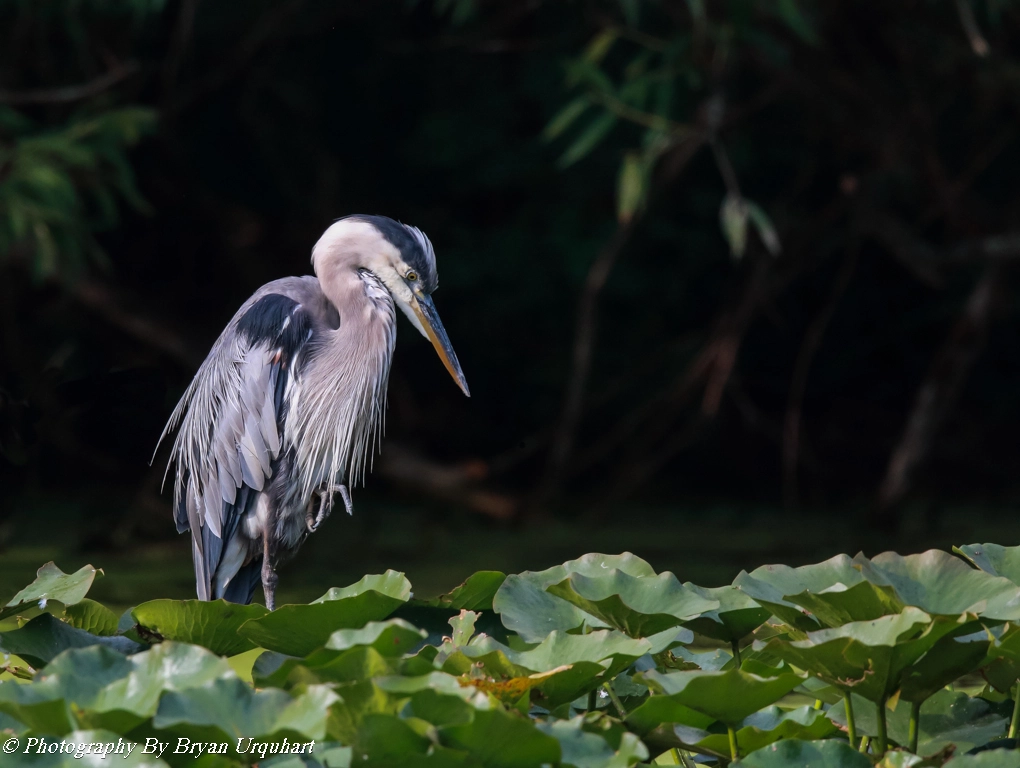 Canon EF 600mm F4L IS II USM sample photo. Great blue heron photography