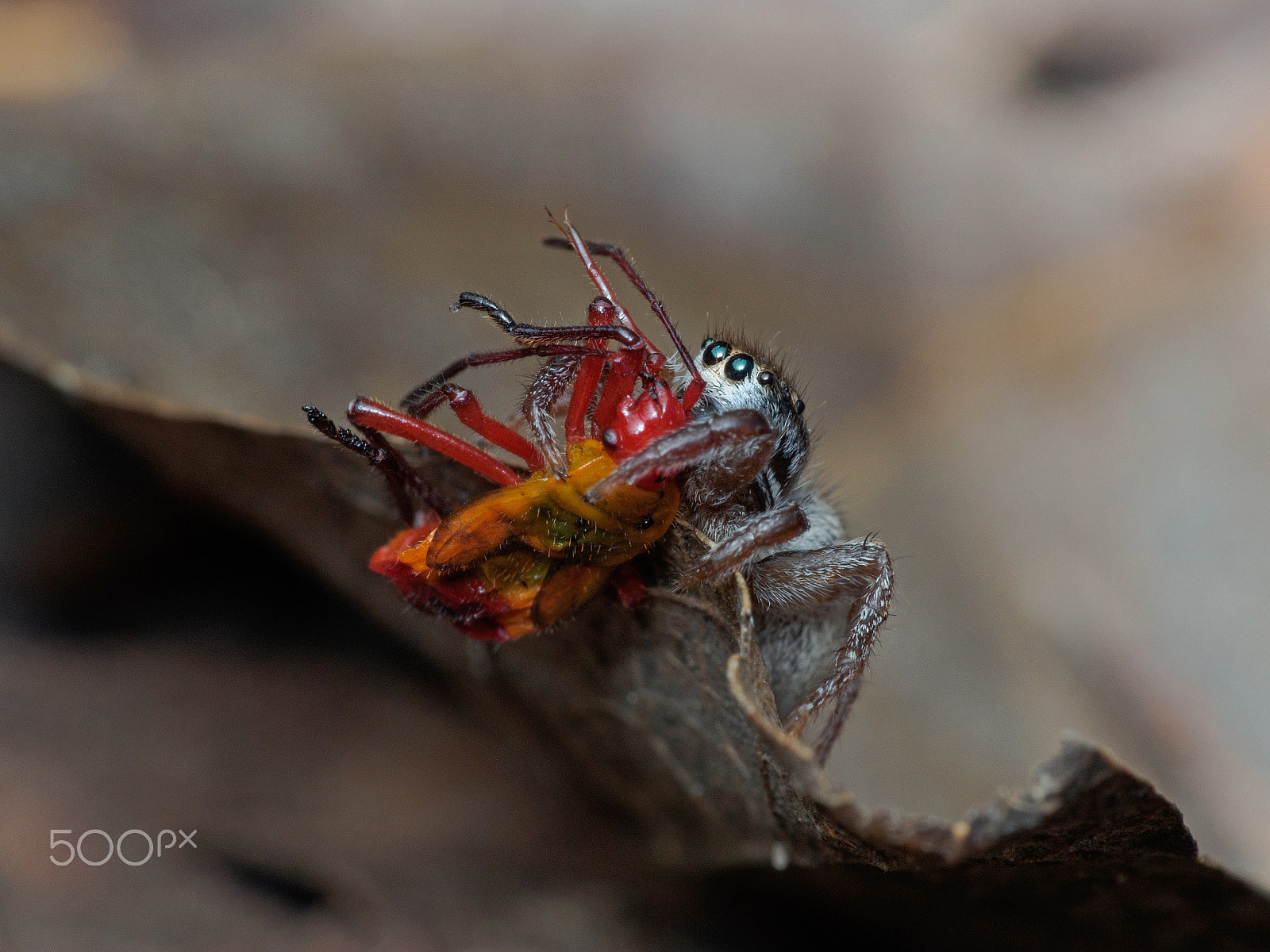 Olympus PEN E-PL5 sample photo. Spider and assassin photography