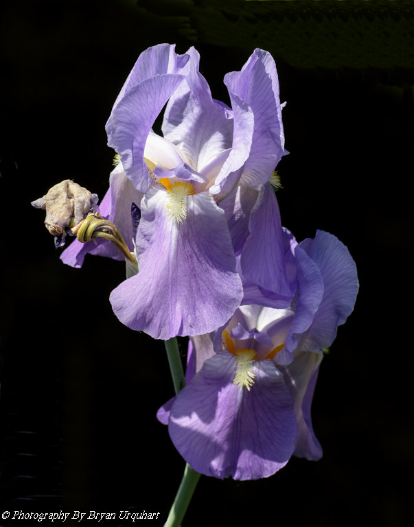 Sigma APO Macro 180mm F2.8 EX DG OS HSM sample photo. Iris photography