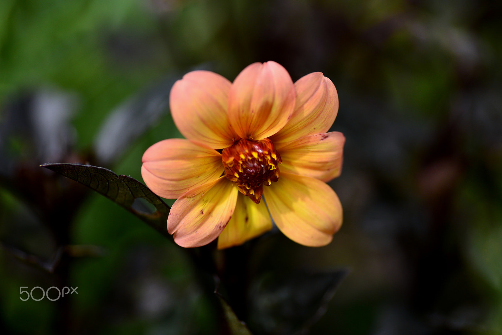 Nikon D600 sample photo. Black leaves dahlia photography