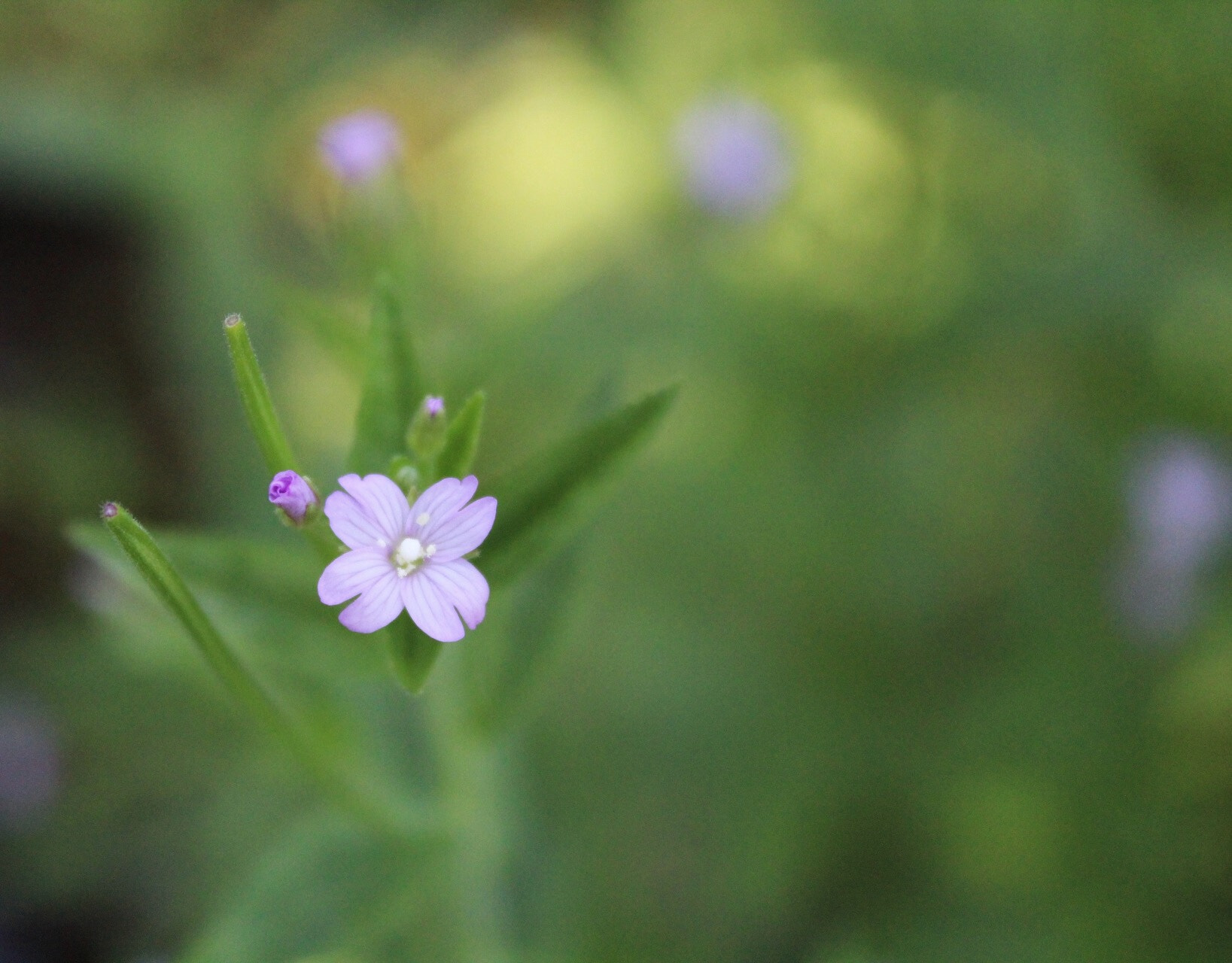 Canon EF-S 18-55mm F3.5-5.6 IS II sample photo. Small flower photography