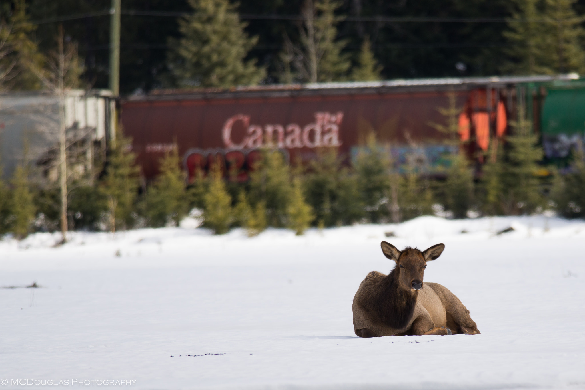 Nikon D600 + Nikon AF-S Nikkor 300mm F4D ED-IF sample photo. Canadian elk, literally photography