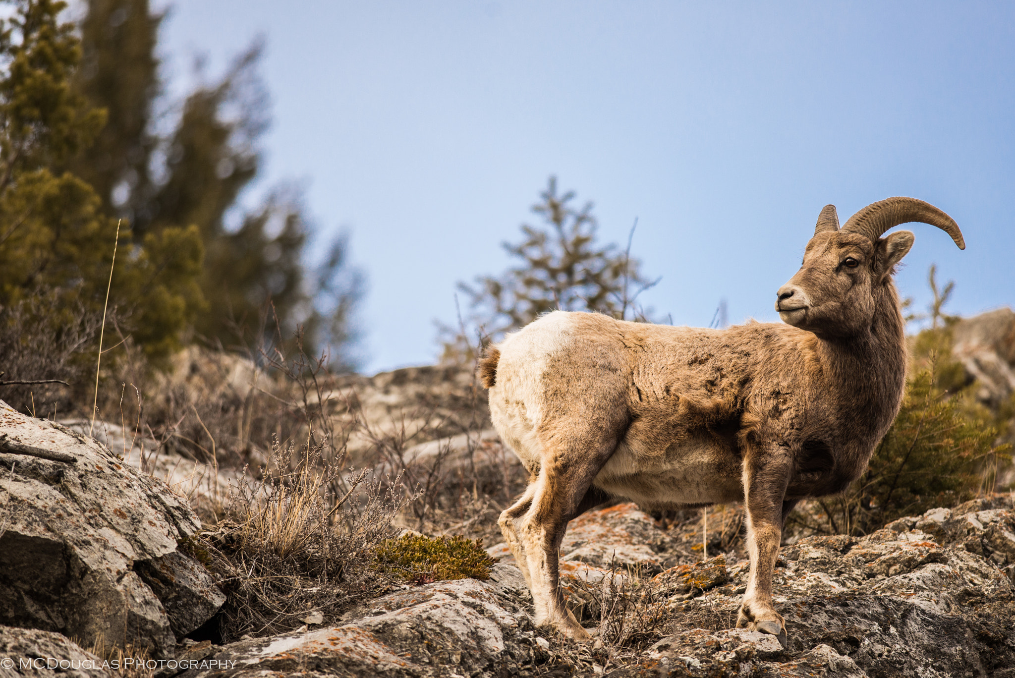 Nikon D600 + Nikon AF-S Nikkor 300mm F4D ED-IF sample photo. King of the hill photography