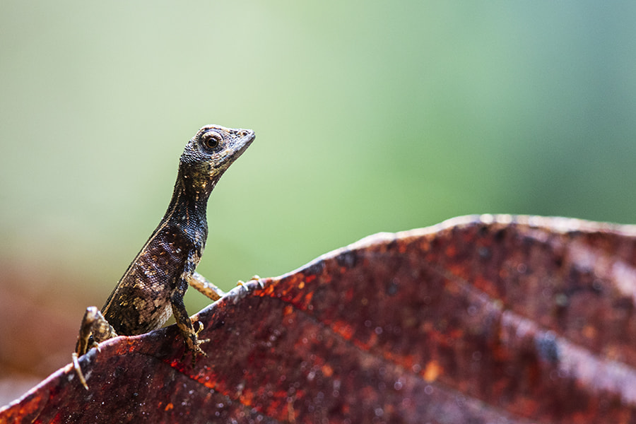Canon EF 600mm F4L IS II USM sample photo. Lizard photography