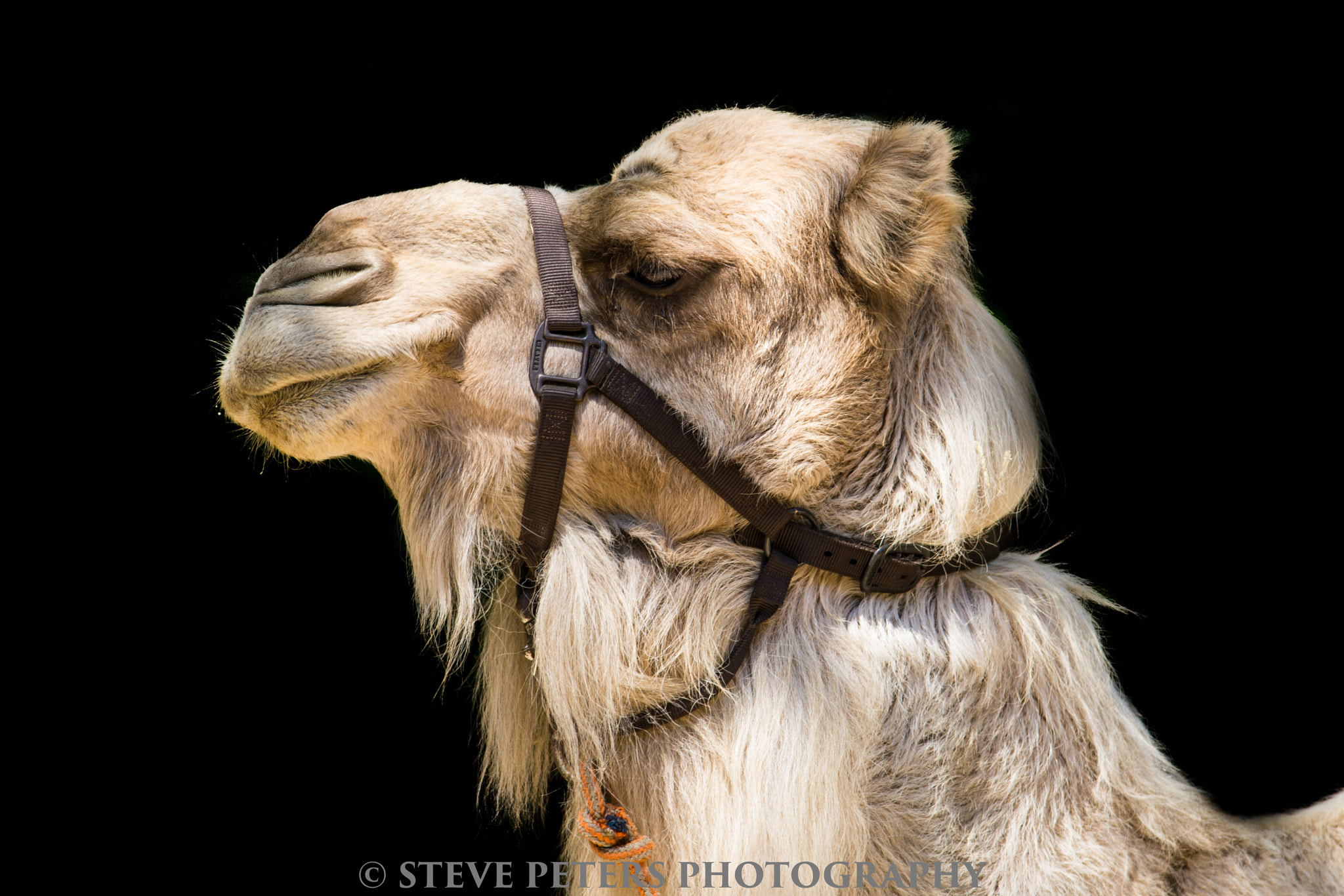 Sony SLT-A77 + Tamron SP AF 70-200mm F2.8 Di LD (IF) MACRO sample photo. Camel-bronx zoo photography