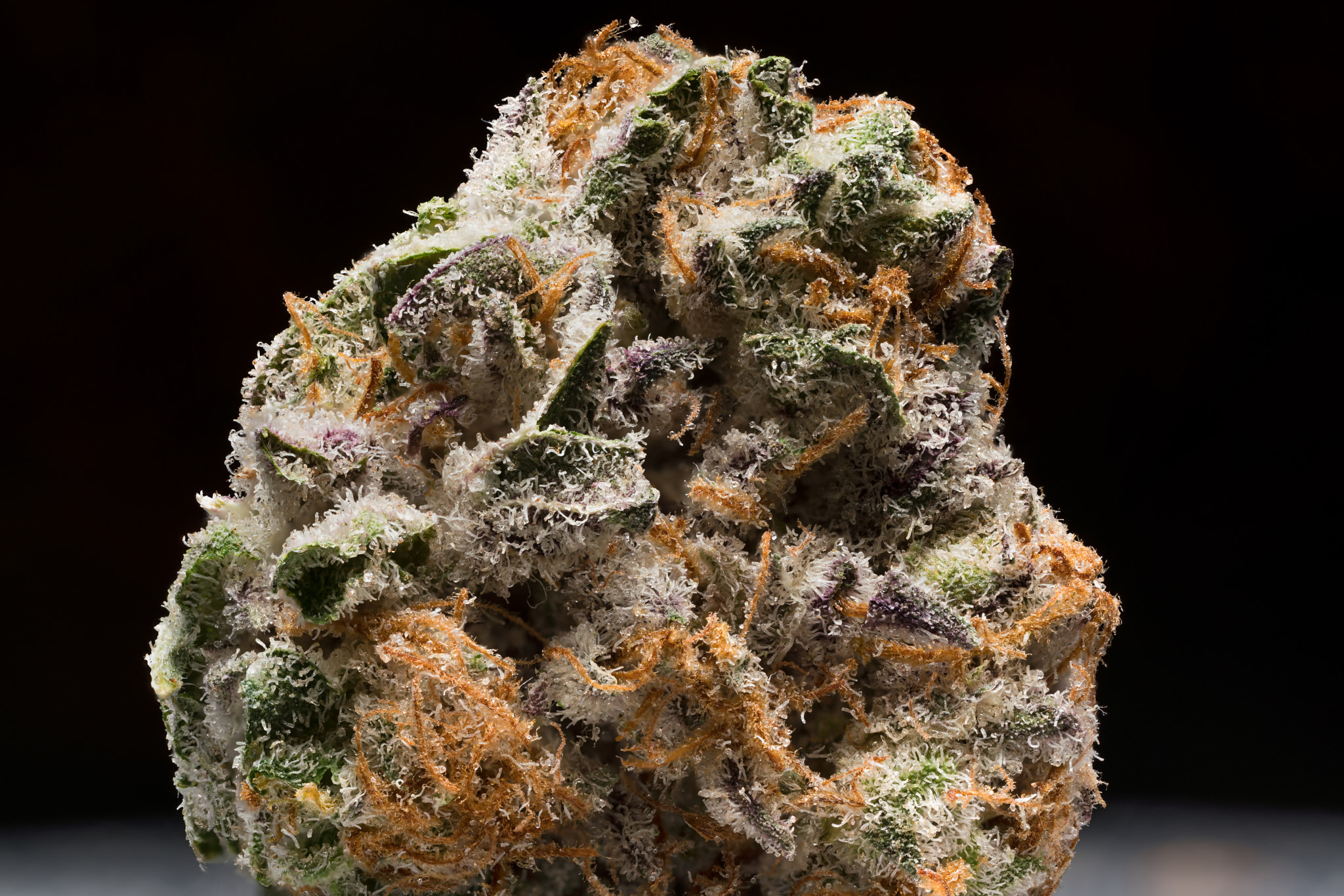 Canon MP-E 65mm F2.5 1-5x Macro Photo sample photo. Mad science photography