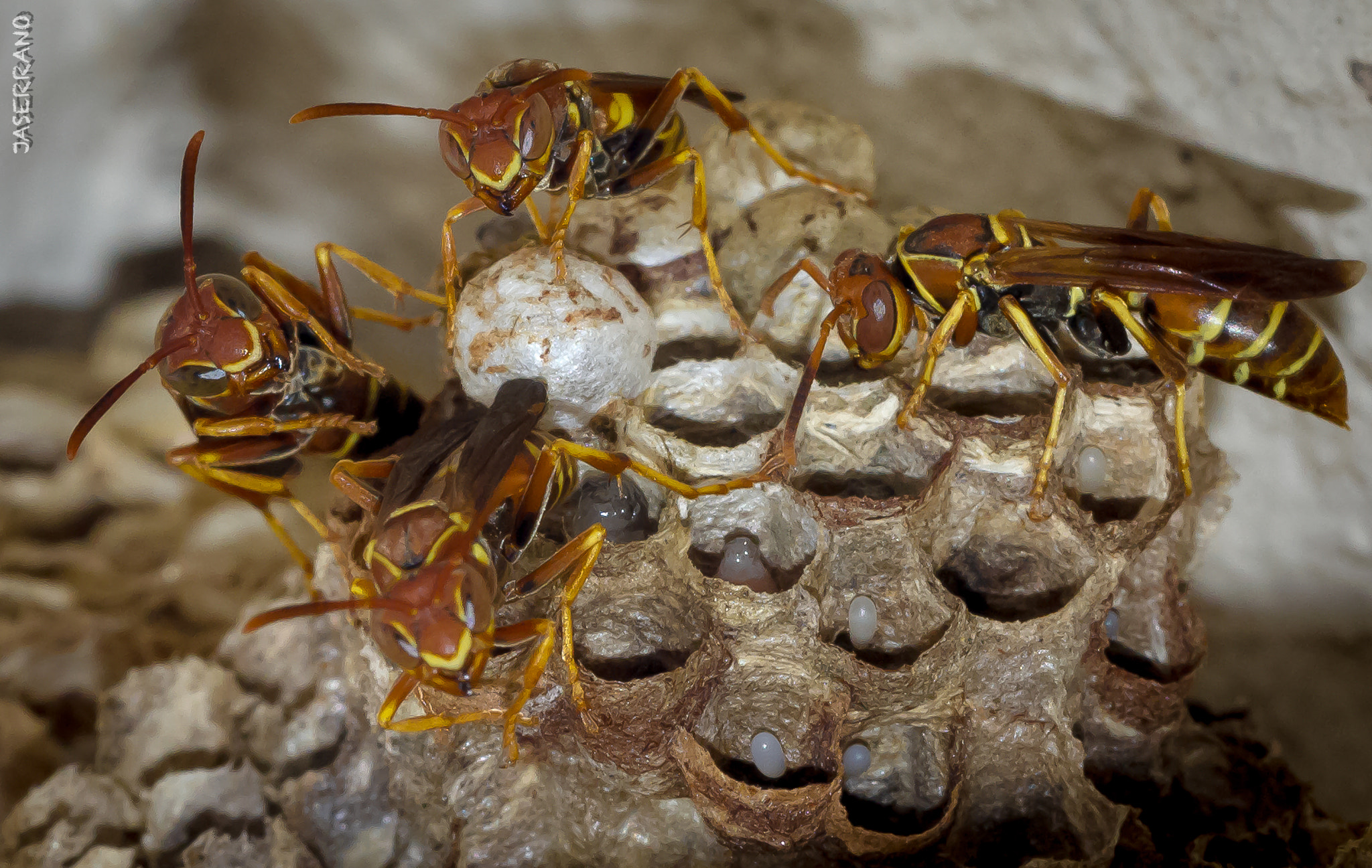 Canon EF 100mm F2.8L Macro IS USM sample photo. Wasp & egg photography