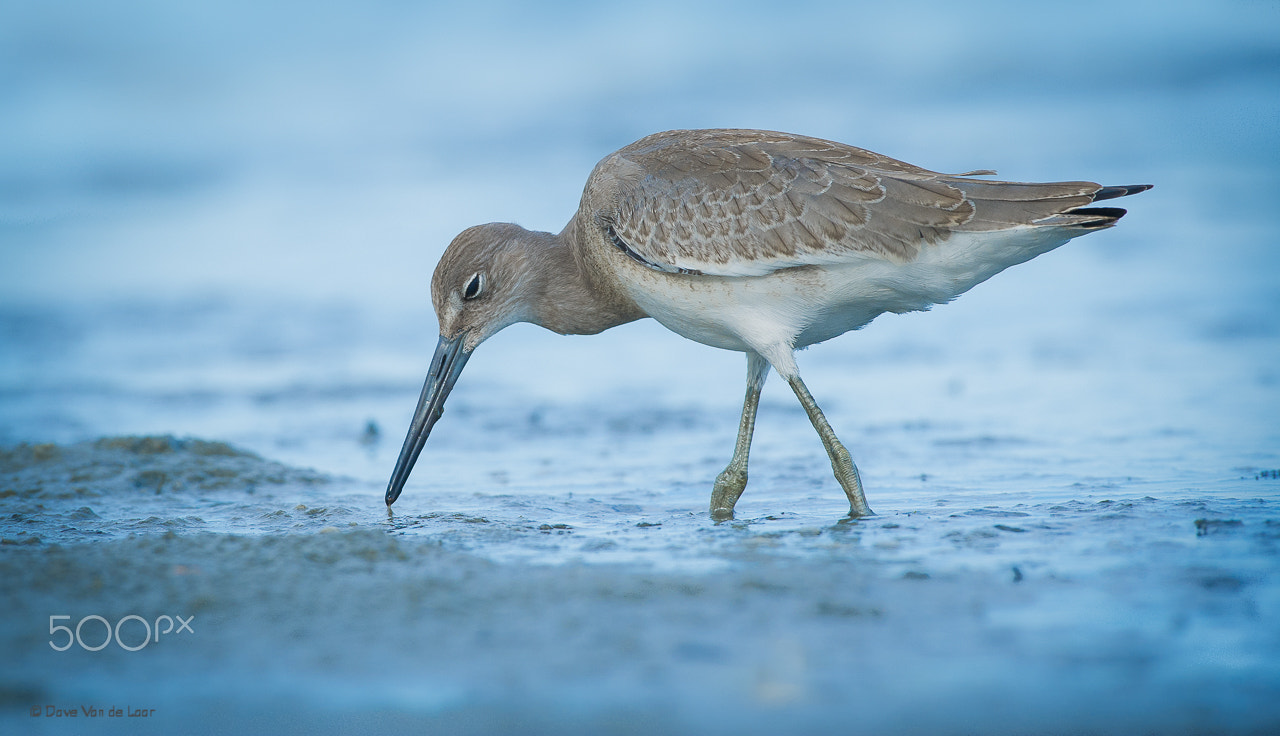 Nikon D3S + Nikon AF-S Nikkor 600mm F4G ED VR sample photo. Willet photography