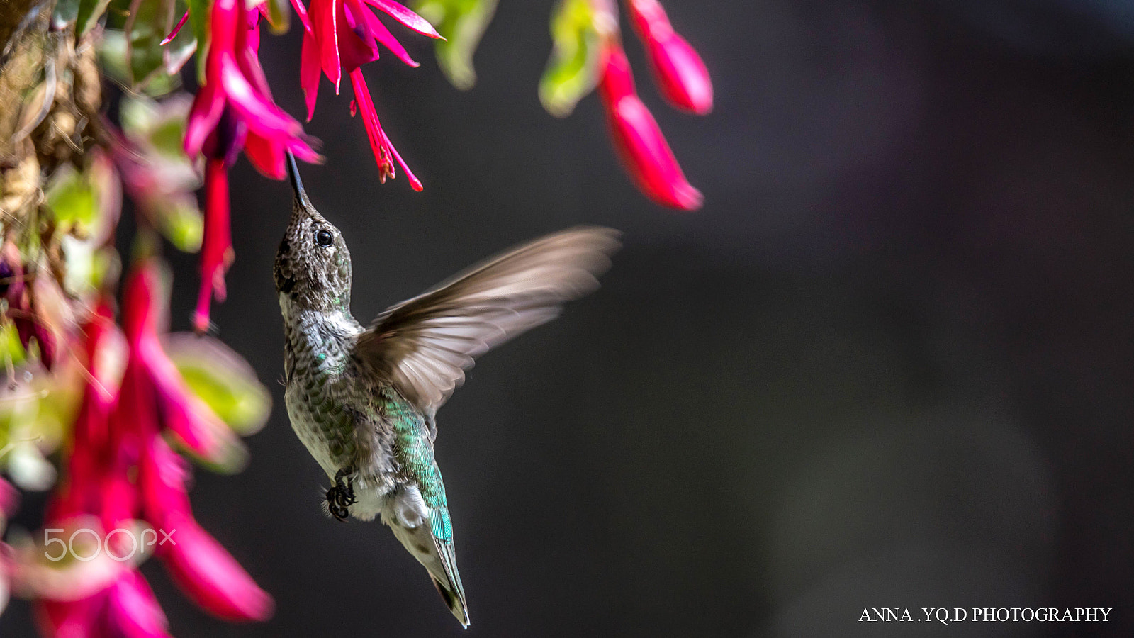 Sony a7 + Tamron SP 150-600mm F5-6.3 Di VC USD sample photo. Humming for flowers photography