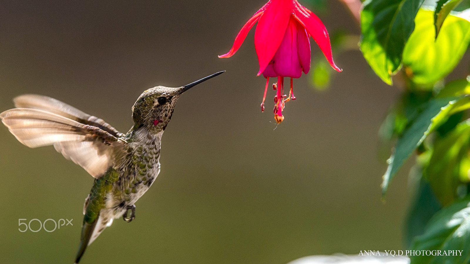 Sony a7 + Tamron SP 150-600mm F5-6.3 Di VC USD sample photo. Humming for flowers photography