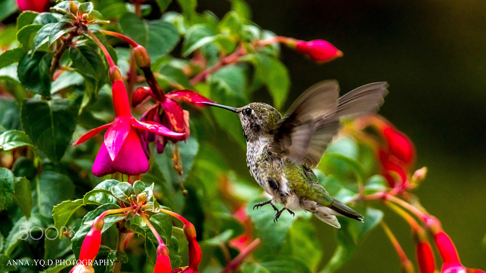 Sony a7 + Tamron SP 150-600mm F5-6.3 Di VC USD sample photo. Humming for flowers photography