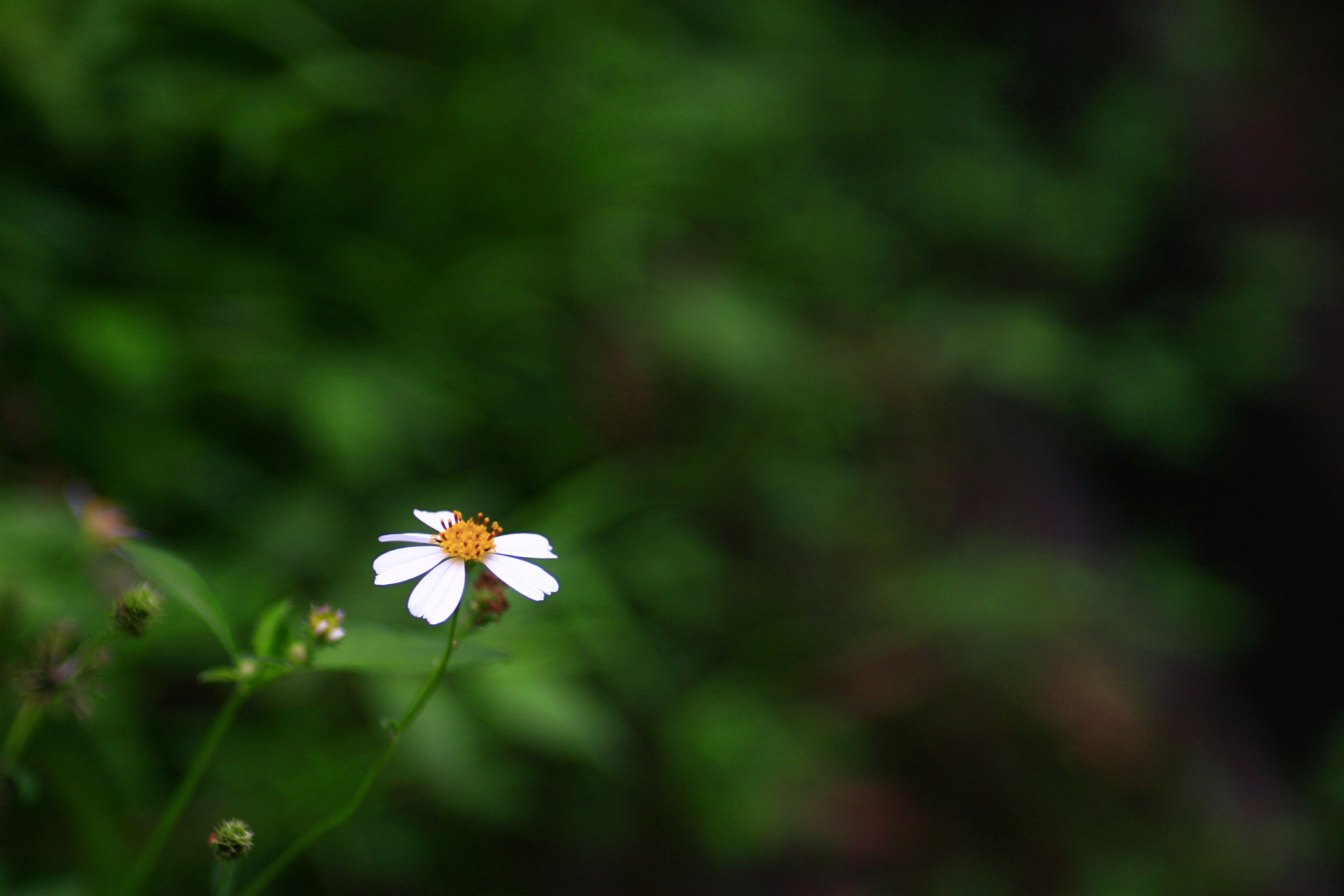 Canon EOS 30D + Sigma 24-70mm F2.8 EX DG Macro sample photo. A heaven in a wildflower. photography