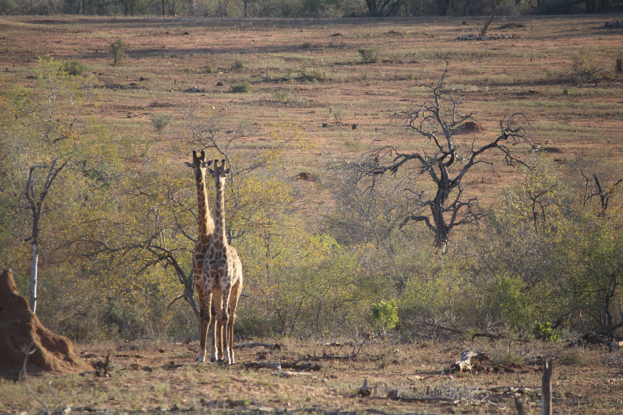 Canon EF-S 55-250mm F4-5.6 IS sample photo. Two giraffes photography