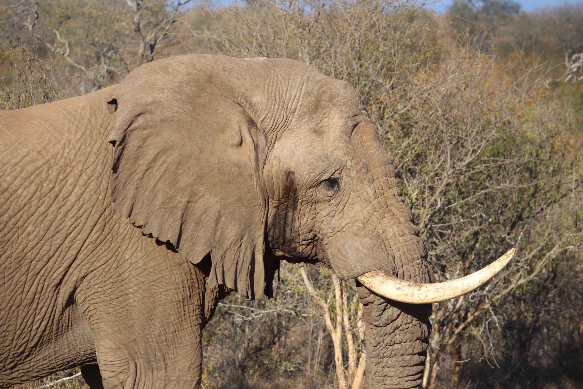 Canon EF-S 55-250mm F4-5.6 IS sample photo. In musth photography